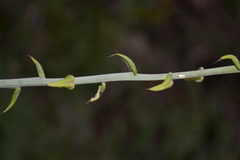 Crotalaria spectabilis